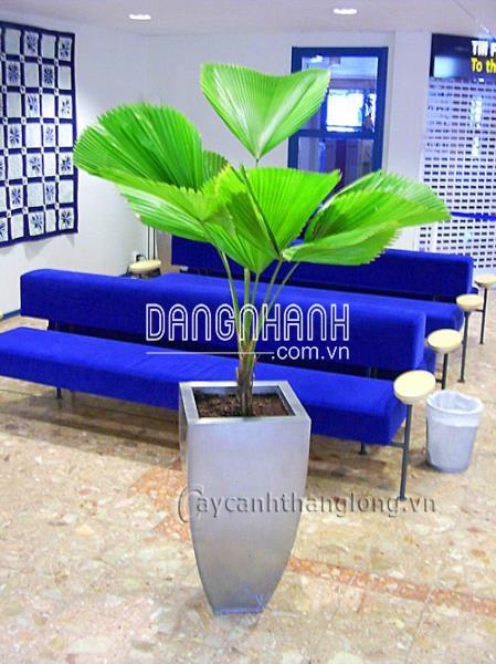 Cây cọ nhật