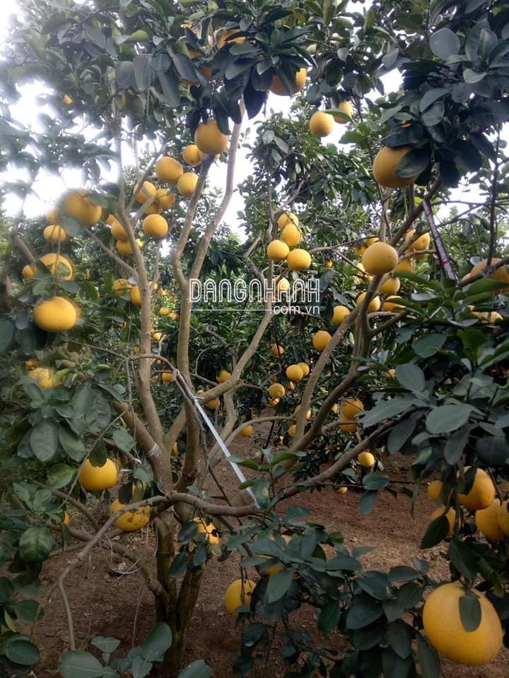 Cây giống bưởi diễn chiết cành 100% tại đất diễn