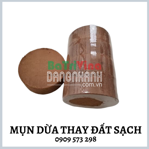  MỤN DỪA TRỒNG CÂY