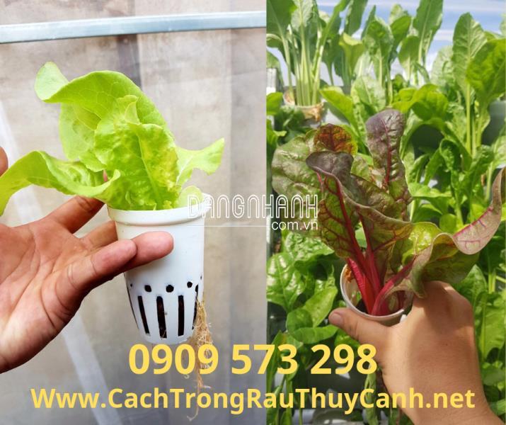 Rọ Thủy Canh Trắng (100 x 65 mm) (Φ 60)