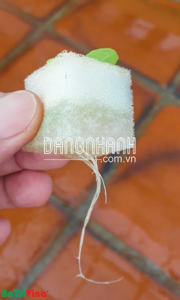 Mút xốp ươm hạt 96 lỗ