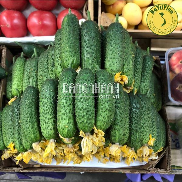 Dưa leo chùm, dưa chuột bao tử Slavin - Combo 10 hạt
