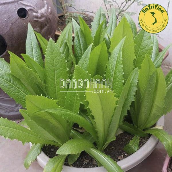 Xà lách Rau Diếp Thơm - Hũ lẻ 0.5gr (~500 hạt trần)