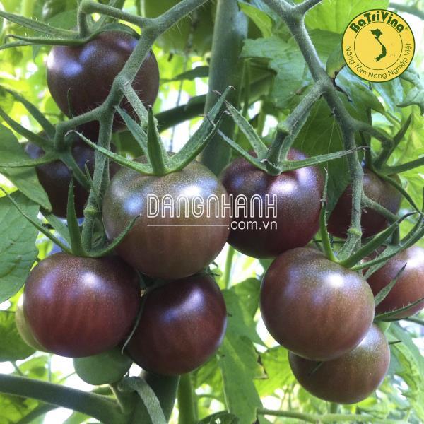 Cà chua Black Cherry - Hũ 10 hạt
