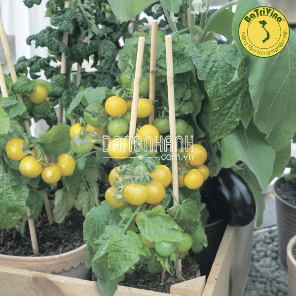 Cà chua bi lùn vàng Yellow Choice - Combo 5 hạt