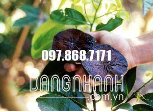 HỒNG SOCOLA