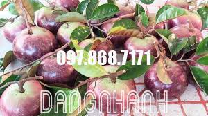 VÚ SỮA TÍM MICA
