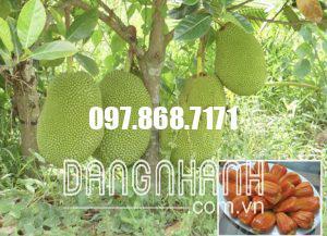 MÍT RUỘT ĐỎ MALAYSIA