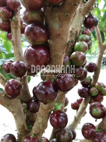 NHO THÂN GỖ TỨ QUÝ