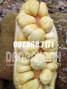 CÂY MÍT SẦU RIÊNG