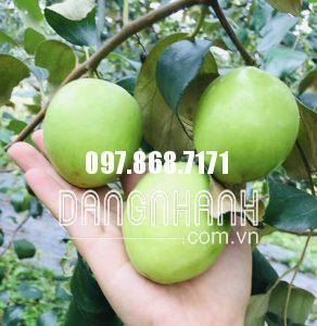 CÂY TÁO NGỌT D28