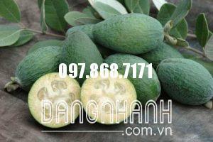 ỔI DỨA NEW ZEALAND