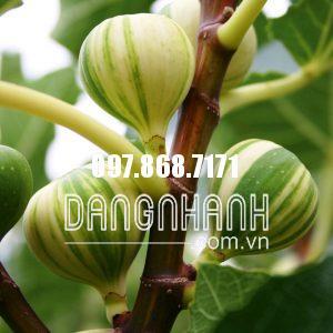 CÂY SUNG MỸ F1