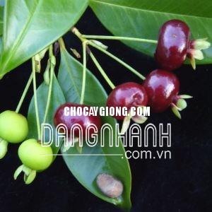 CÂY CHERRY BRAZIL