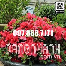 HOA ĐỖ QUYÊN