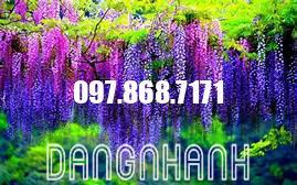 CÂY HOA TỬ ĐẰNG