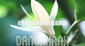 HOA NGỌC LAN