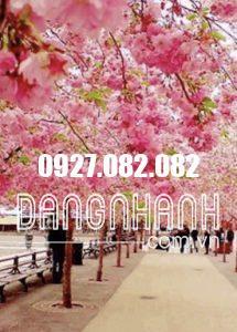 CÂY HOA ANH ĐÀO