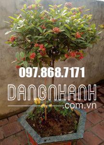 CÂY HOA MẪU ĐƠN