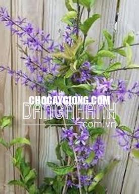 CÂY MAI XANH