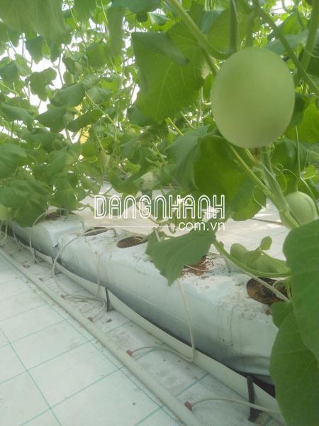 Grown bag (Túi trồng cây)
