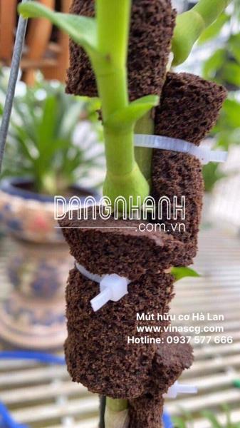 Mút hữu cơ Hà Lan – Than bùn Hà Lan