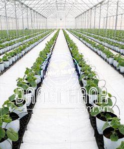 Túi Nilon PE 2 lớp Trắng Đen trồng rau thủy canh