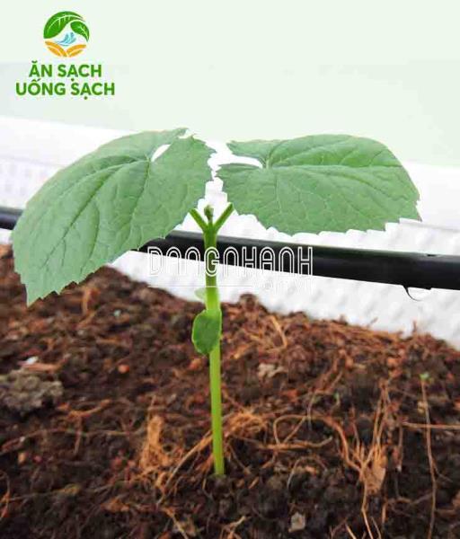 Cây giống các loại