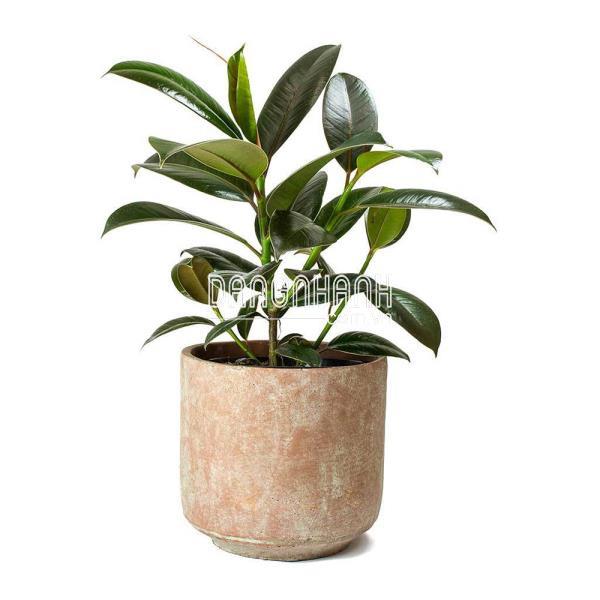 CÂY ĐA BÚP ĐỎ