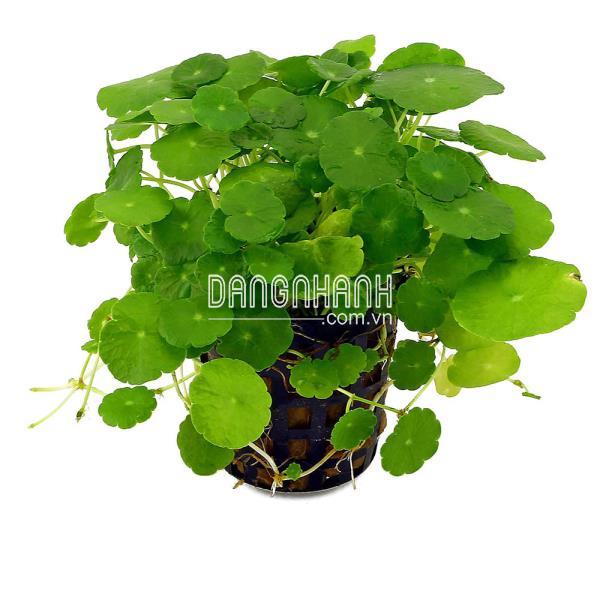 CÂY CỎ ĐỒNG TIỀN
