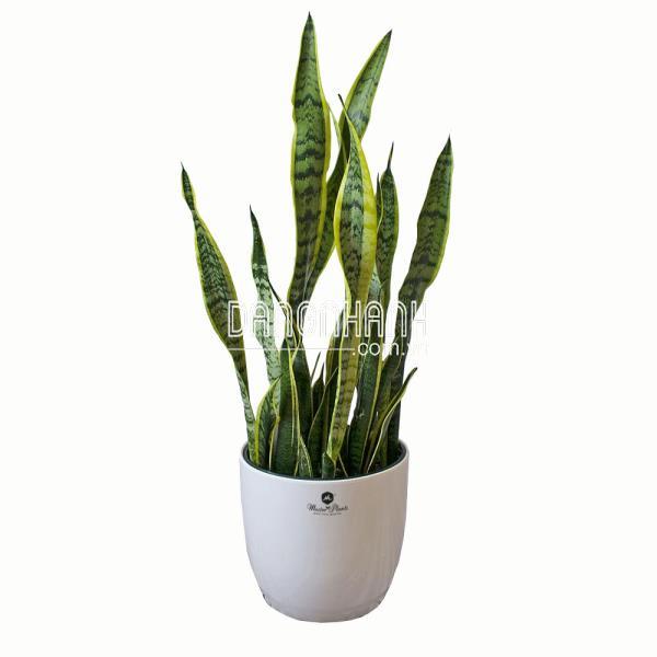 CÂY LƯỠI HỔ NHỎ