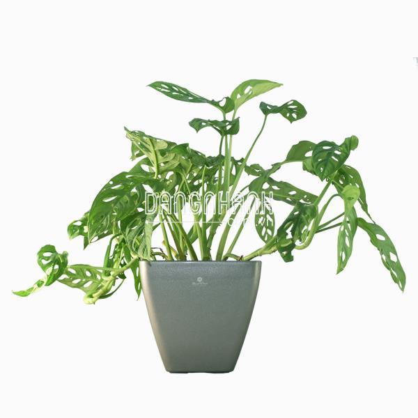 CÂY TRẦU BÀ LỖ