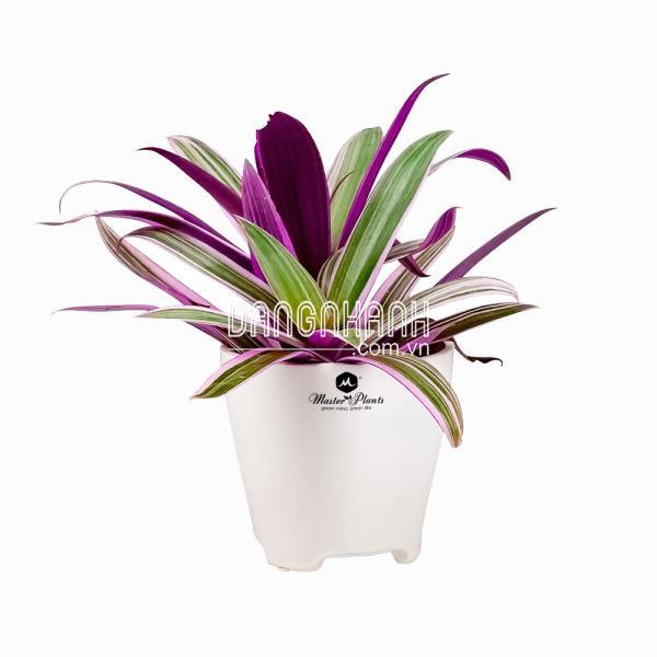 CÂY BẢY SẮC CẦU VỒNG