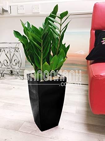 CÂY KIM TIỀN ĐỂ SÀN