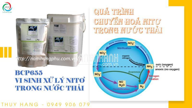 BCP655 Men vi sinh xử lý amoni nito trong nước thải