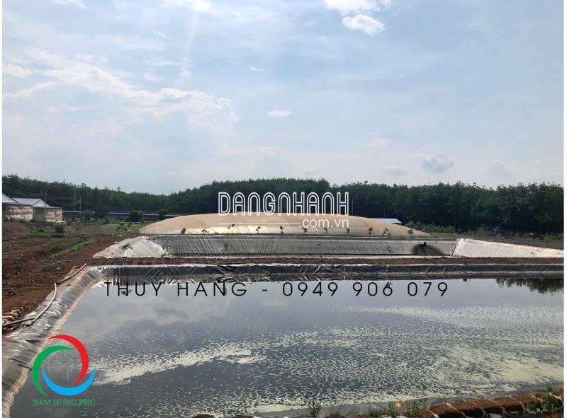 BCP12 Men vi sinh tăng cường sinh khí cho bể biogas