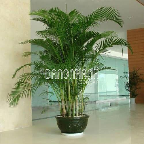 Bán cây dừa cảnh giá rẻ đẹp
