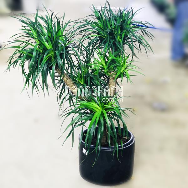 Các loại cây công trình đẹp, dễ trồng nhanh lớn 